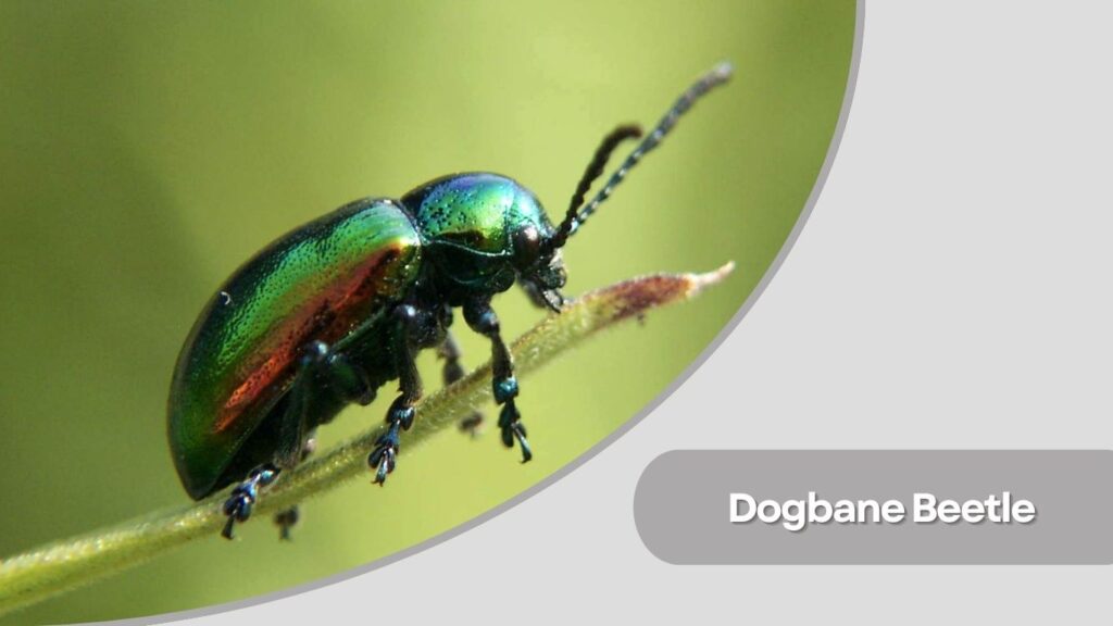 Dogbane Beetle