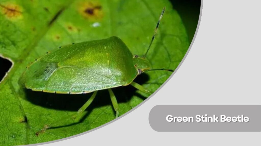  Green Stink Beetle