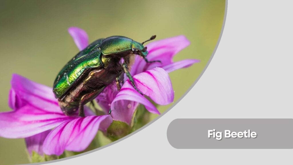  Fig Beetle