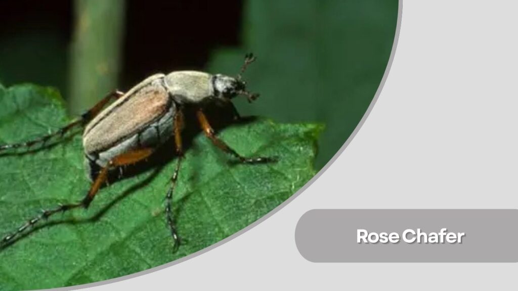 Rose Chafer
