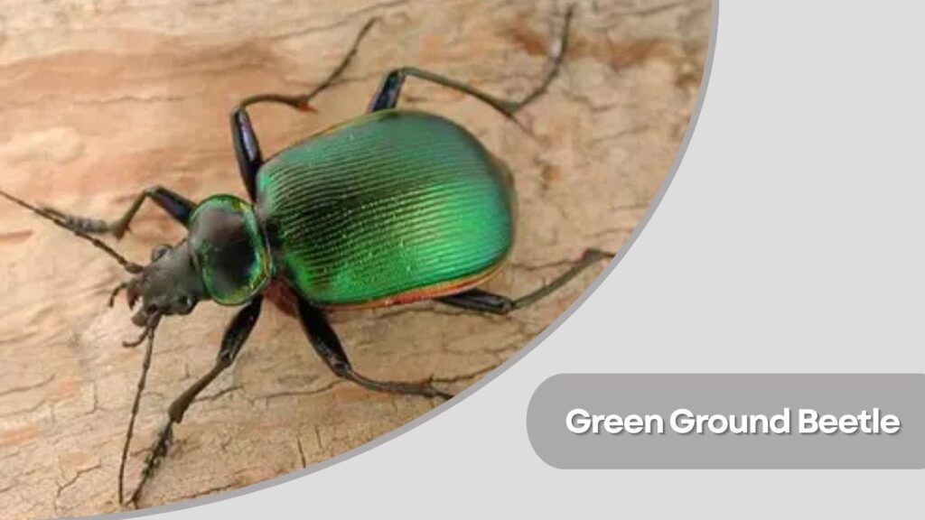 Green Ground Beetle