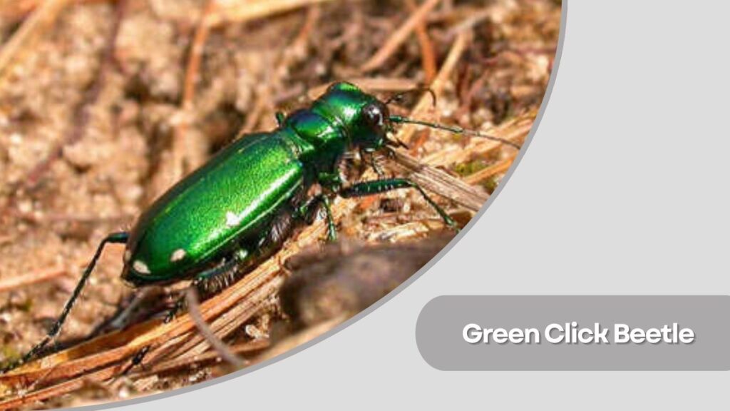 Green Click Beetle