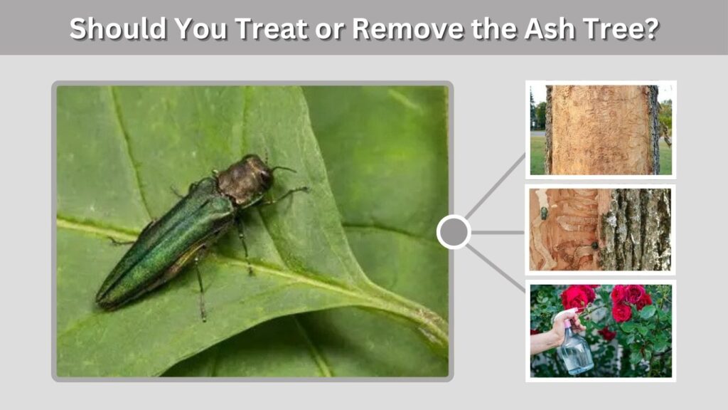 Should You Treat or Remove the Ash Tree?