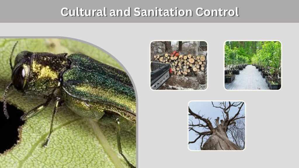 Cultural and Sanitation Control