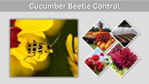 Cucumber Beetle Control: Natural and Chemical Methods