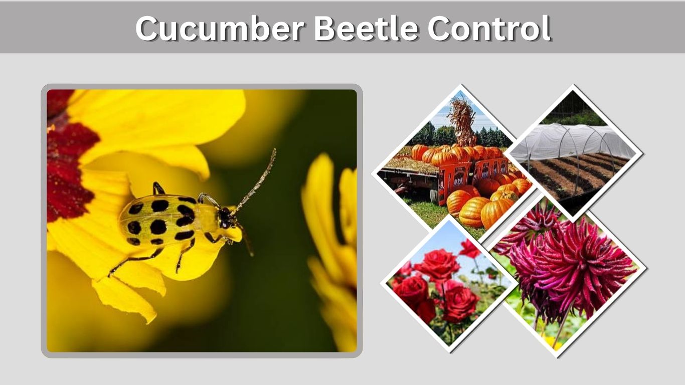 Cucumber Beetle Control: Natural and Chemical Methods