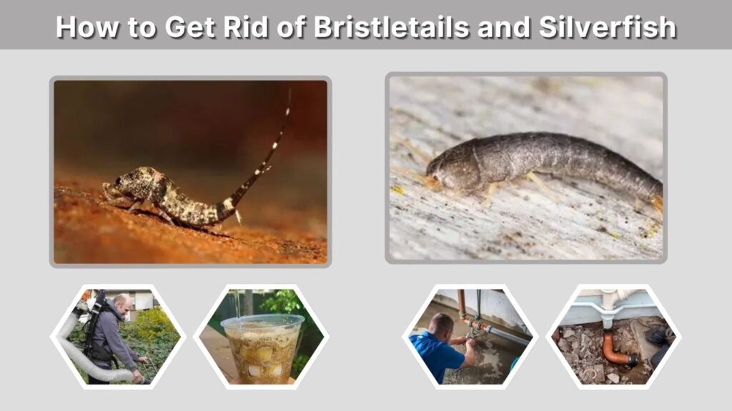 How to Get Rid of Bristletails and Silverfish
