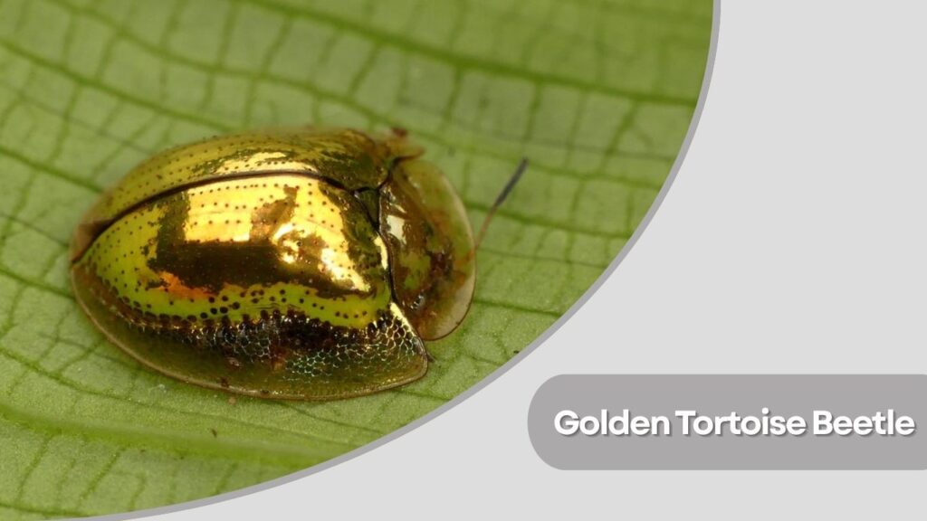 Golden Tortoise Beetle