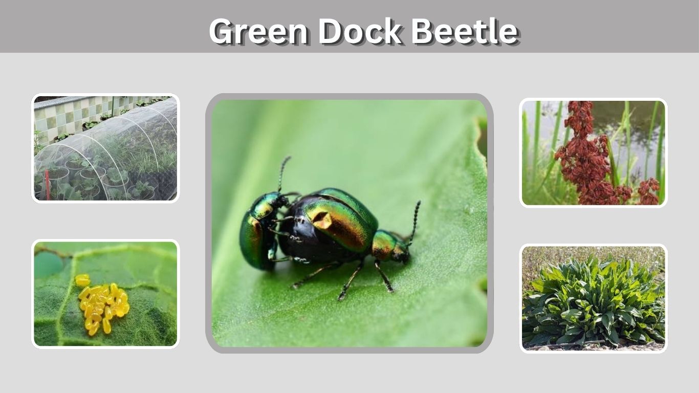 Green Dock Beetle: Identification, Life Cycle and Control