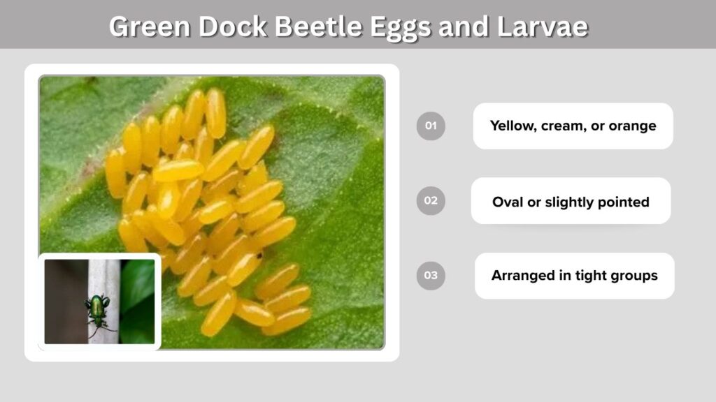 Green Dock Beetle Eggs and Larvae