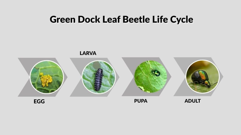Green Dock Leaf Beetle Life Cycle
