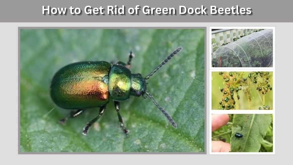 How to Get Rid of Green Dock Beetles