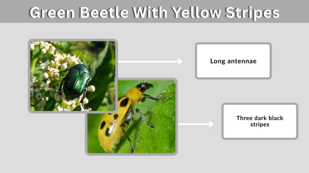 Green Beetle With Yellow Stripes