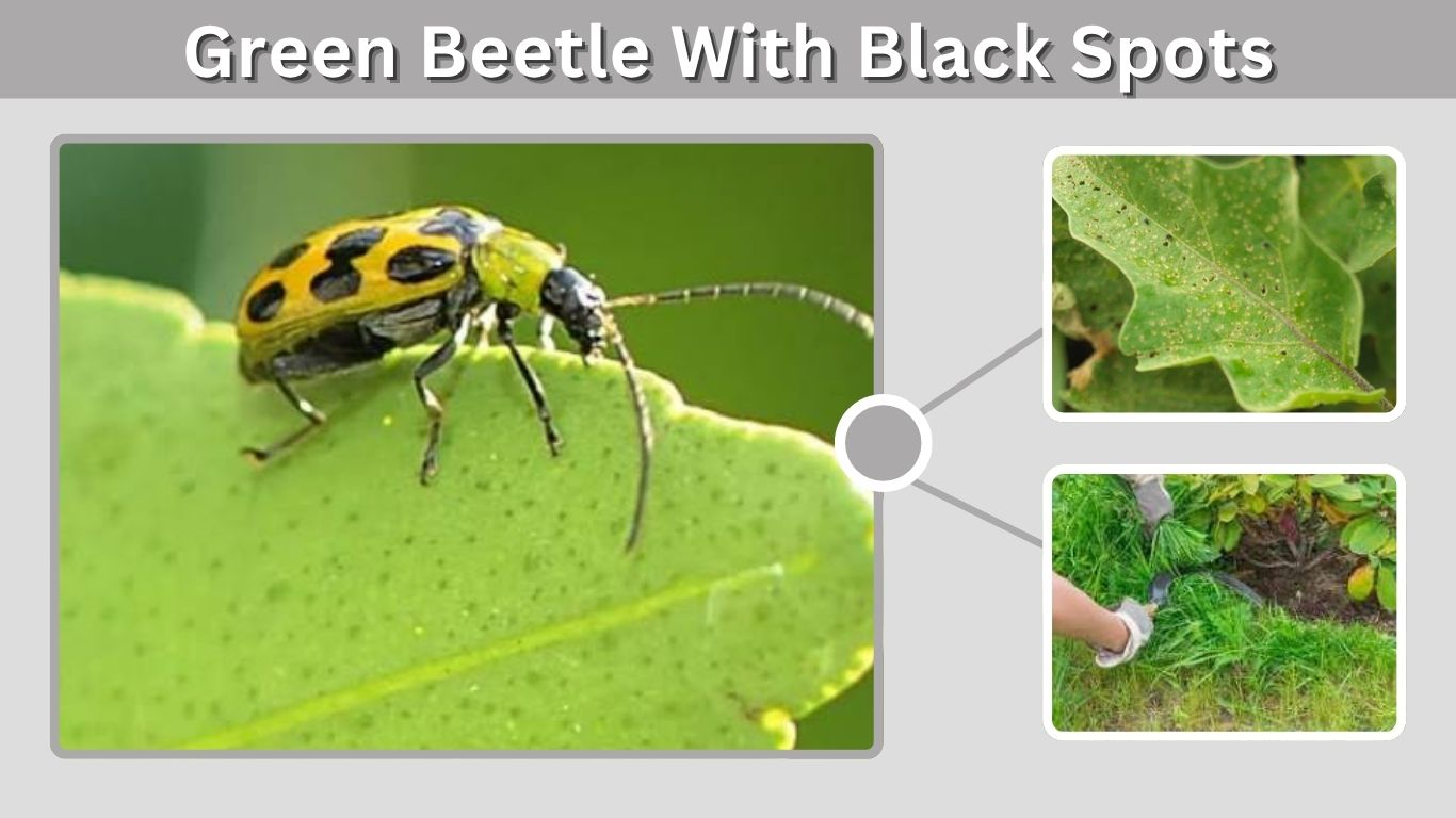 Green Beetle With Black Spots: Identification Guide