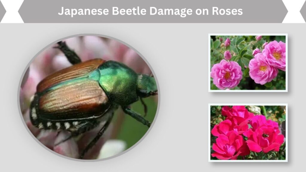 Japanese Beetle Damage on Roses