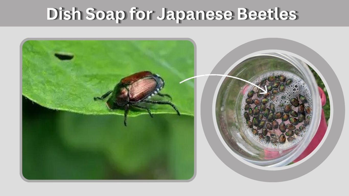 Dish Soap for Japanese Beetles: Does It Work?