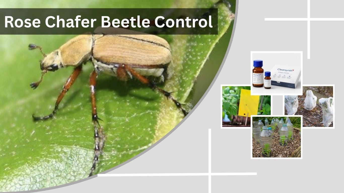 Rose Chafer Beetle Control: Natural and Chemical Methods