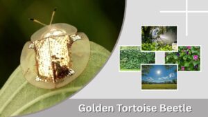 Golden Tortoise Beetle: Facts, Life Cycle, Diet and Control