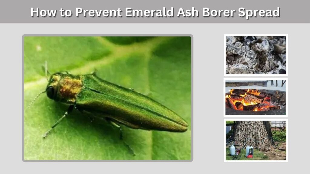 How to Prevent Emerald Ash Borer Spread