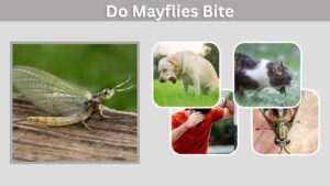 Do Mayflies Bite? Facts About Humans and Pets