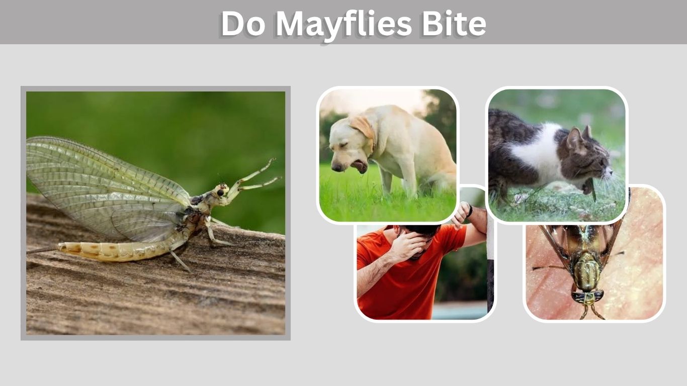 Do Mayflies Bite? Facts About Humans and Pets