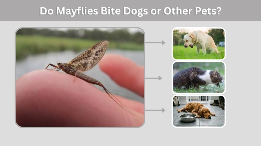 Do Mayflies Bite Dogs or Other Pets?