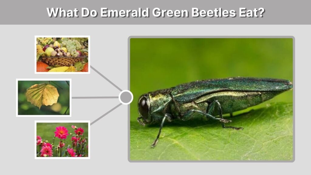 What Do Emerald Green Beetles Eat?