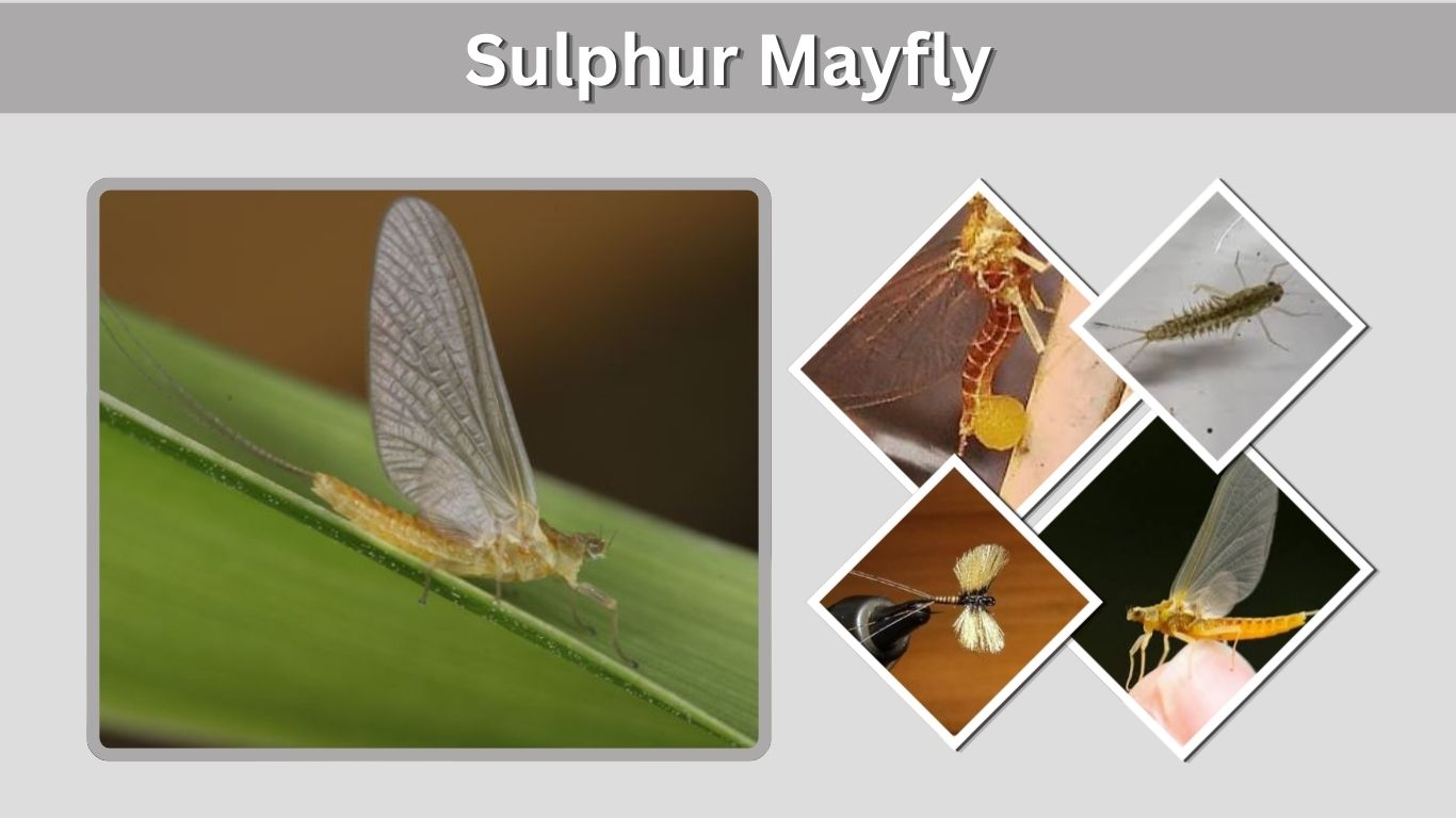 Sulphur Mayfly: Nymph, Hatch, Life Cycle and Fly Patterns