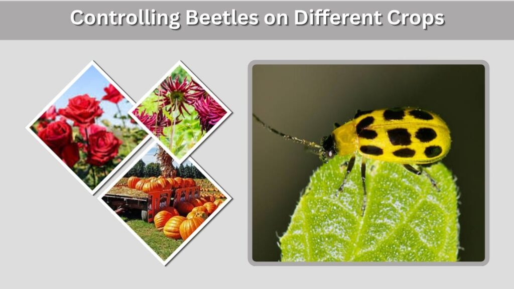 Controlling Beetles on Different Crops