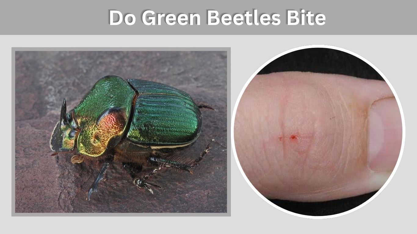 Do Green Beetles Bite? Risks, and First Aid