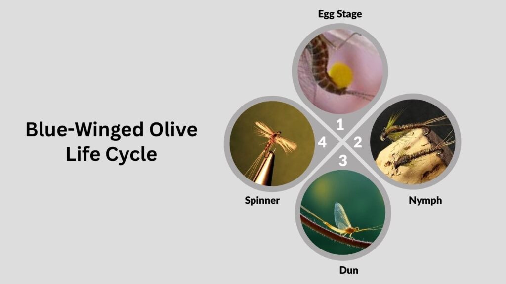 Blue-Winged Olive Life Cycle