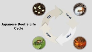 Japanese Beetle Life Cycle: From Egg to Adult