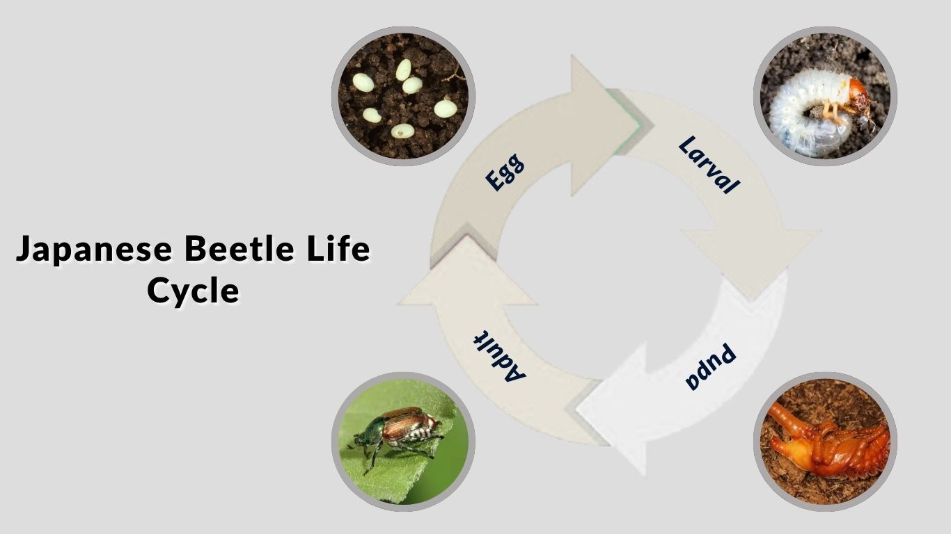 Japanese Beetle Life Cycle: From Egg to Adult