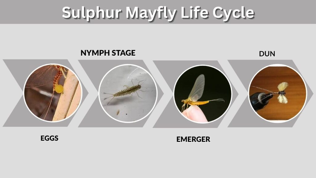 Sulphur Mayfly Life Cycle
