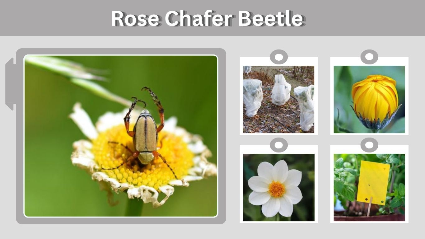 Rose Chafer Beetle: Identification, Damage and Control