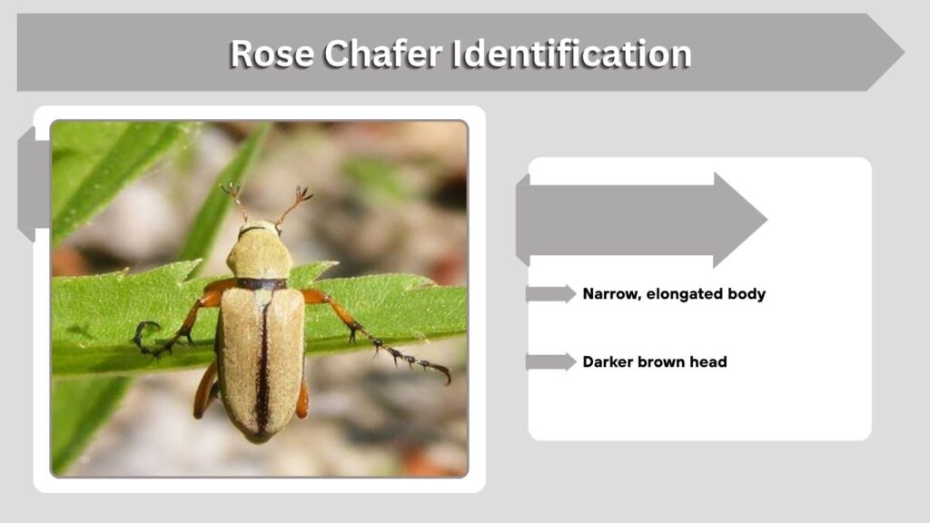 Rose Chafer Identification
