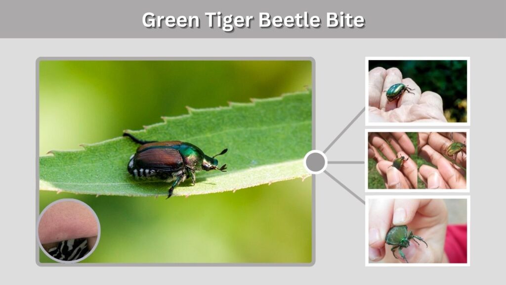 Green Tiger Beetle Bite
