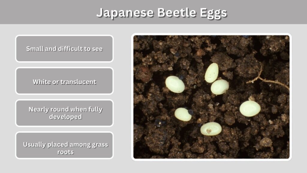 Stage 1: Japanese Beetle Eggs