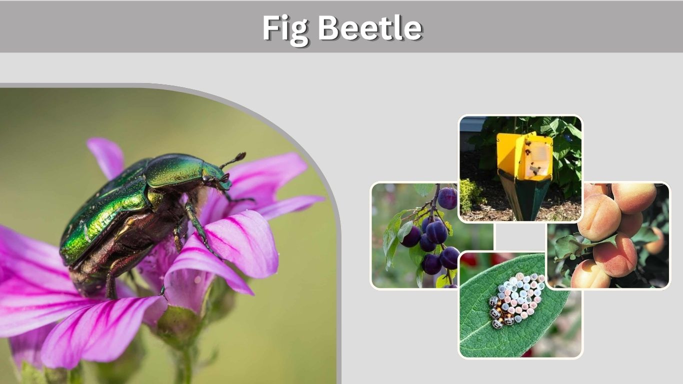 Fig Beetle: Identification, Diet, Life Cycle and Control