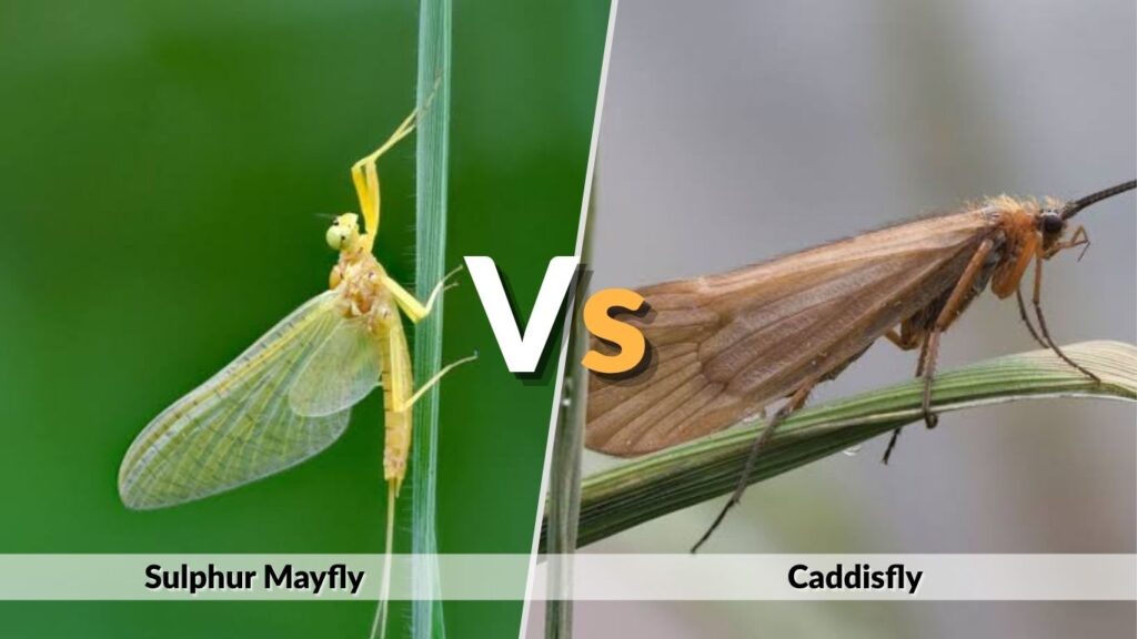 Sulphur Mayfly vs Caddisfly