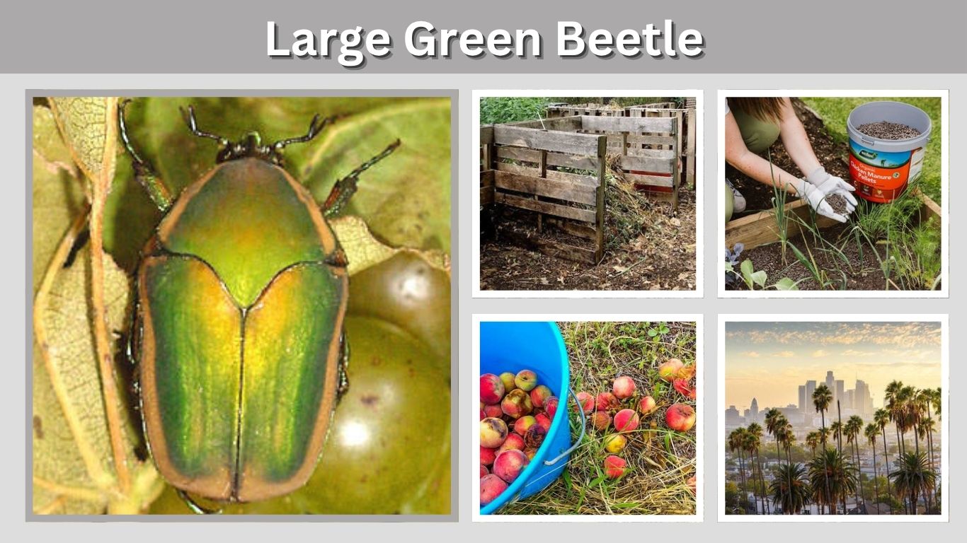 Large Green Beetle: Identification, Common Types and Facts