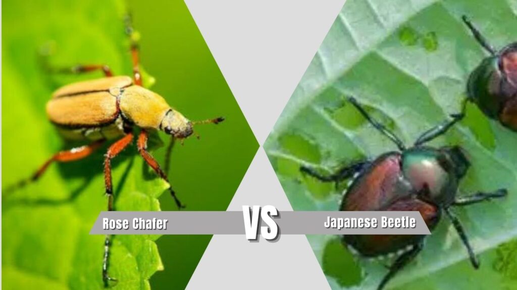 Rose Chafer vs Japanese Beetle