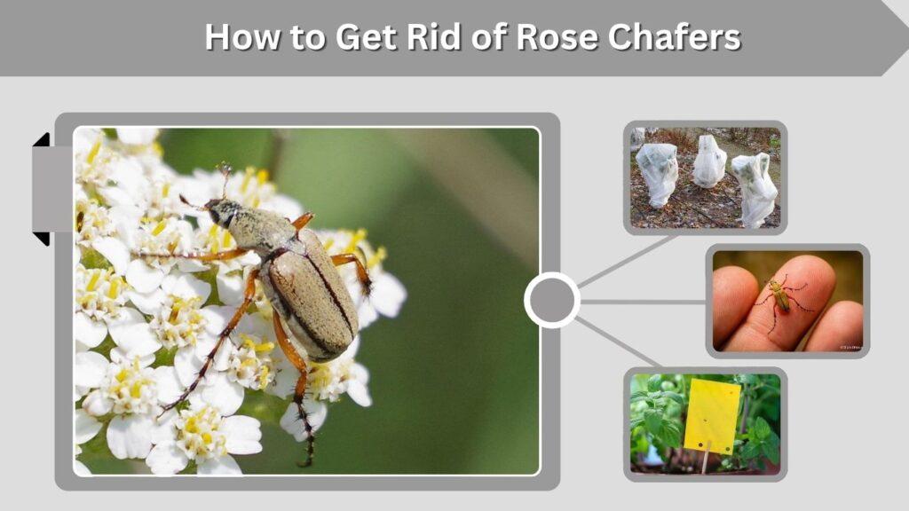 How to Get Rid of Rose Chafers