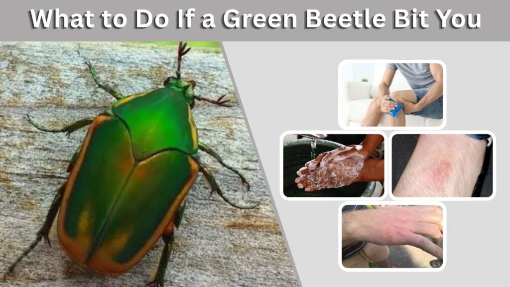 What to Do If a Green Beetle Bit You