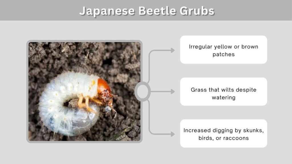 Stage 2: Japanese Beetle Grubs