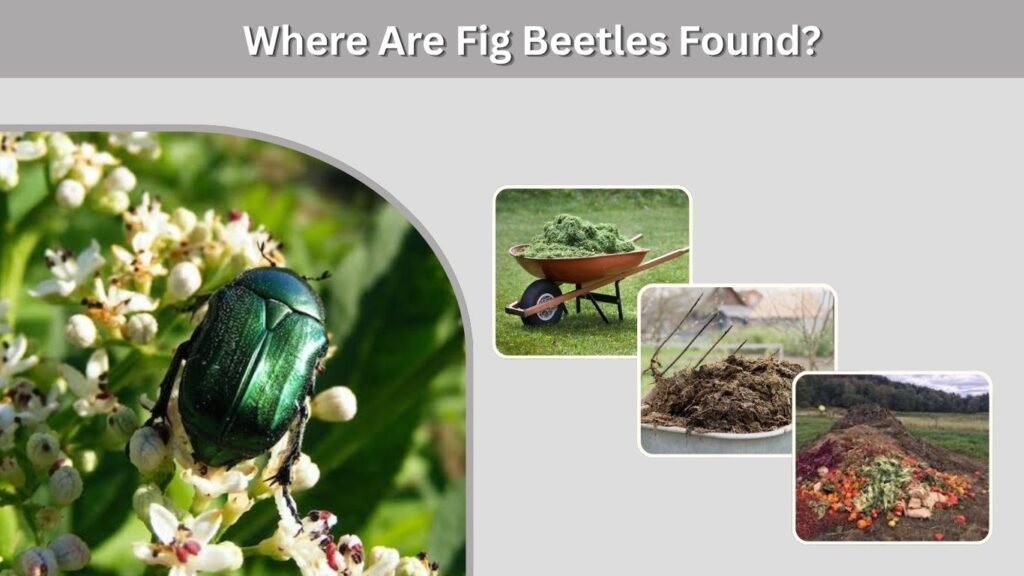 Where Are Fig Beetles Found?