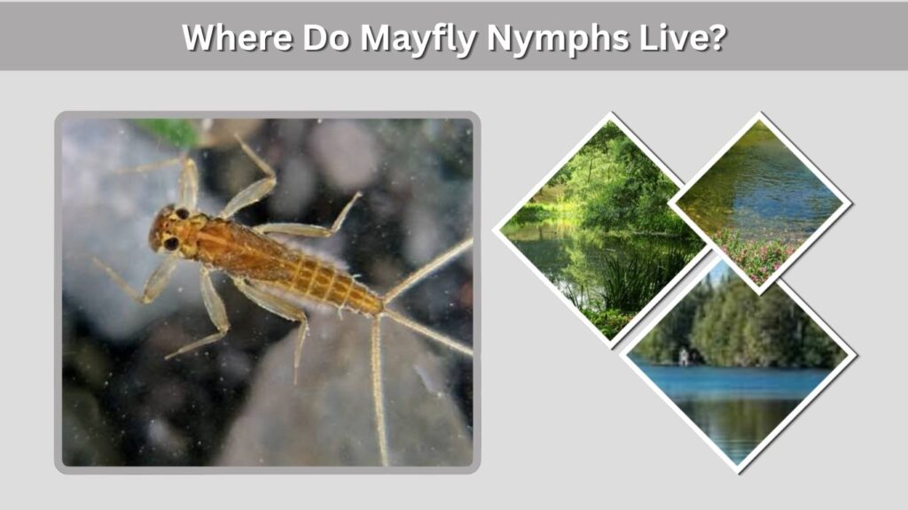 Where Do Mayfly Nymphs Live?