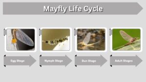 Mayfly Life Cycle: Stages, Timeline, and Facts