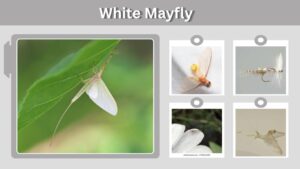 White Mayfly: Identification, Nymph, Hatch and Facts