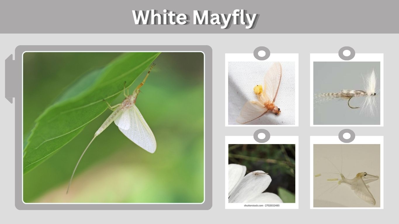 White Mayfly: Identification, Nymph, Hatch and Facts